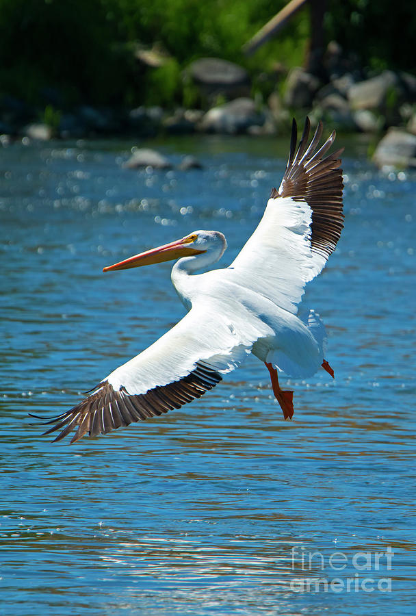 White Pelican Flight Photograph by Michael Dawson