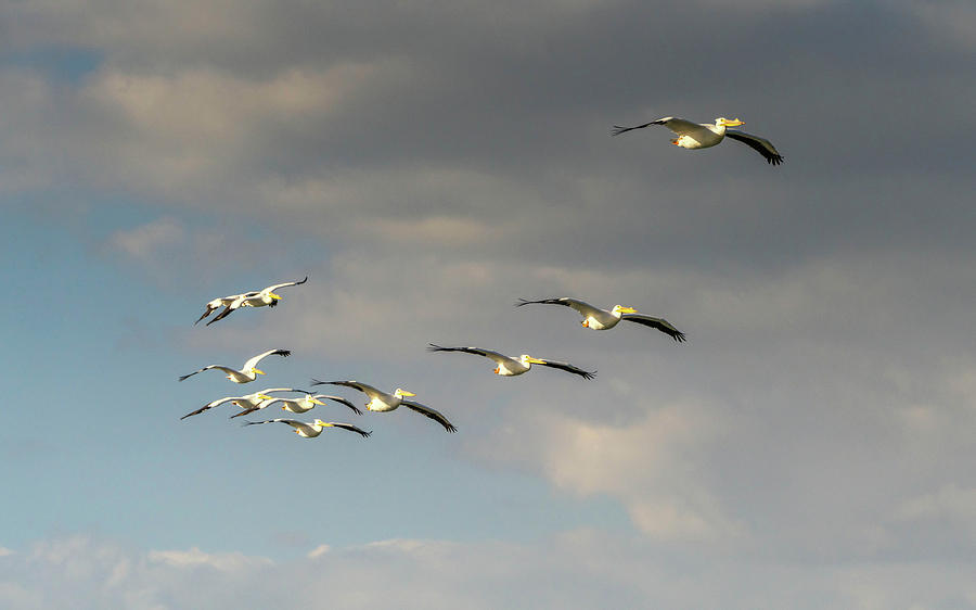 White pelican formation Photograph by Framing Places