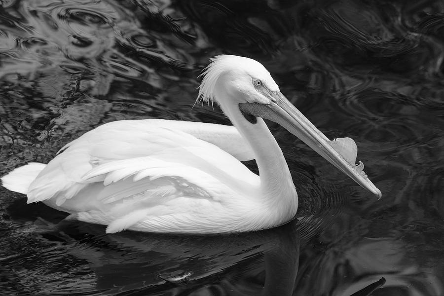 White Pelican Photograph by Gary Corbett