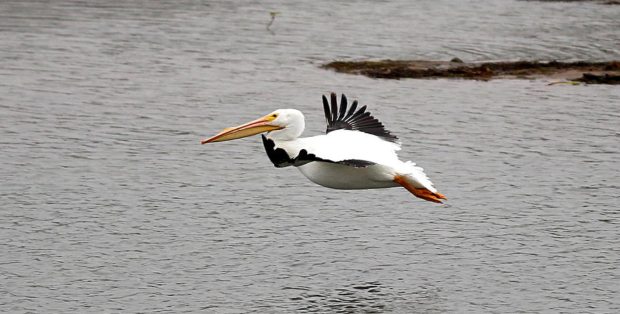 White pelican in flight Photograph by James Smullins