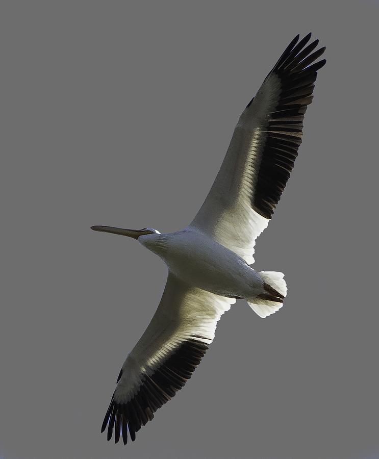 White Pelican In Flight Transparency Photograph by Richard Goldman