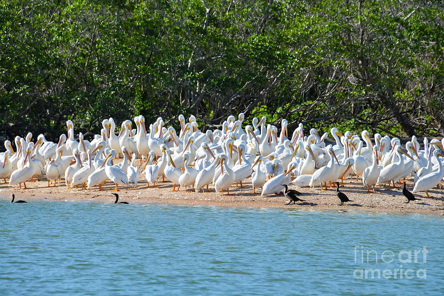 White Pelican Island Three Photograph by Bob Phillips