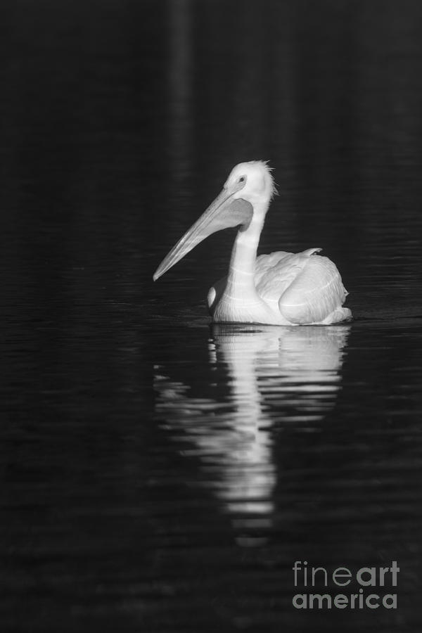 White Pelican Photograph by John F Tsumas