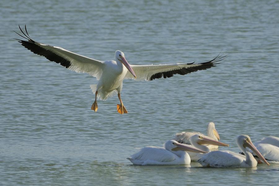 White Pelican Landing Photograph by Bradford Martin