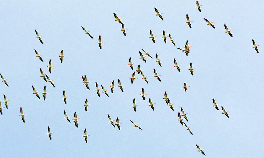 White Pelican Migration Photograph by Ted Keller