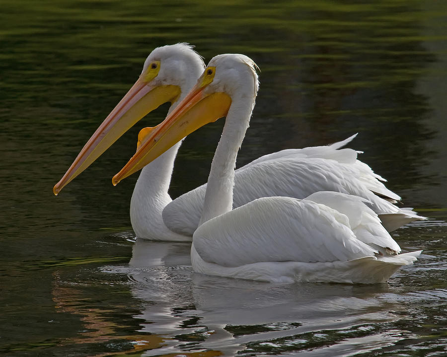 White Pelican Pair Photograph by Larry Linton