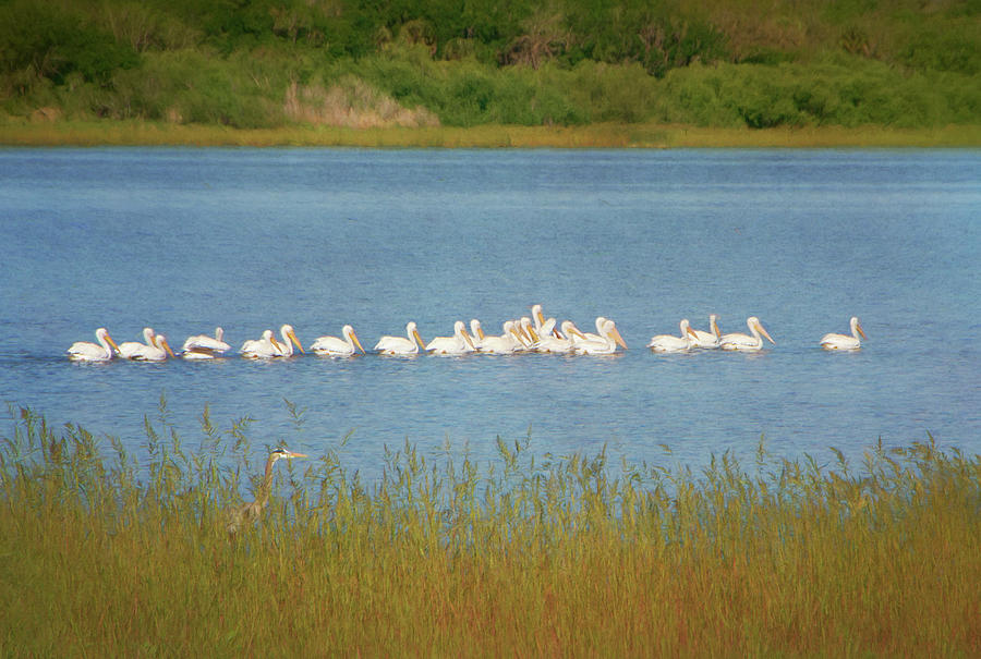 White Pelican Parade and a Sandhill Crane Photograph by Mitch Spence