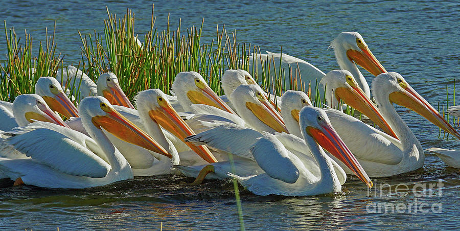 White Pelican Sun Party Photograph by Larry Nieland