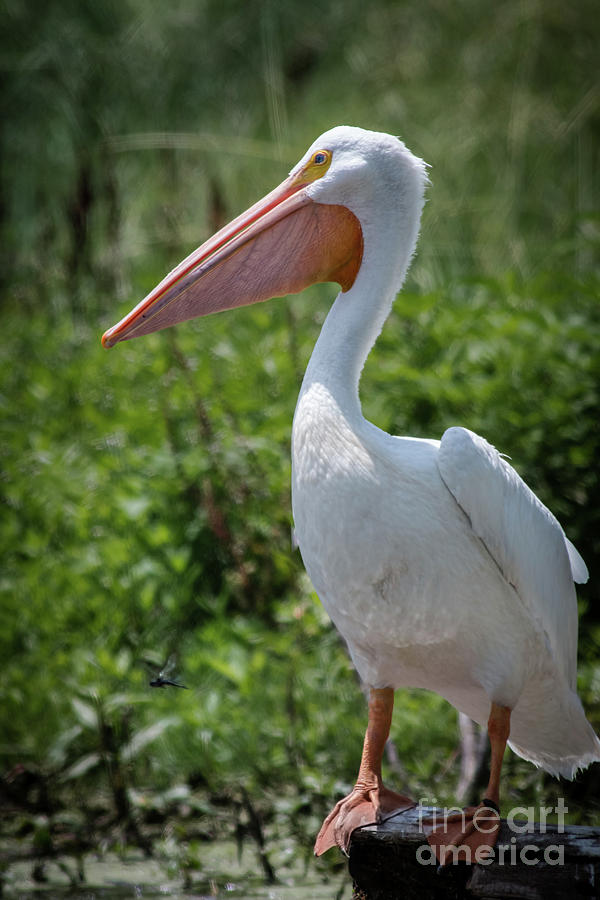 White Pelican Portrait Photograph by Robert Frederick