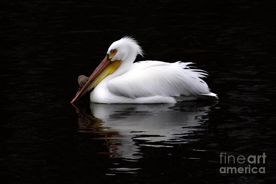 Pelican Photograph - White Pelican Reflection by Vickie Emms