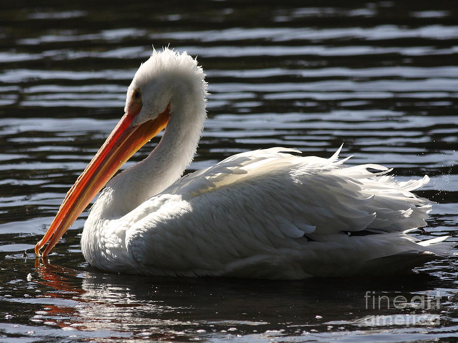 White Pelican . Ripple Waters Photograph by Wingsdomain Art and Photography