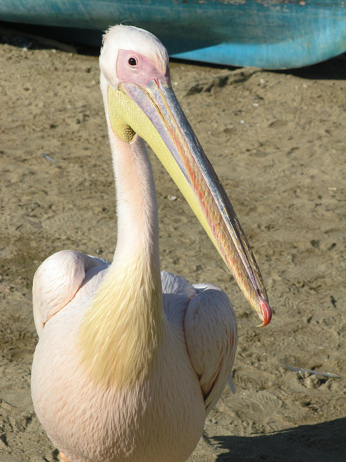 White Pelican Photograph by Sally Weigand