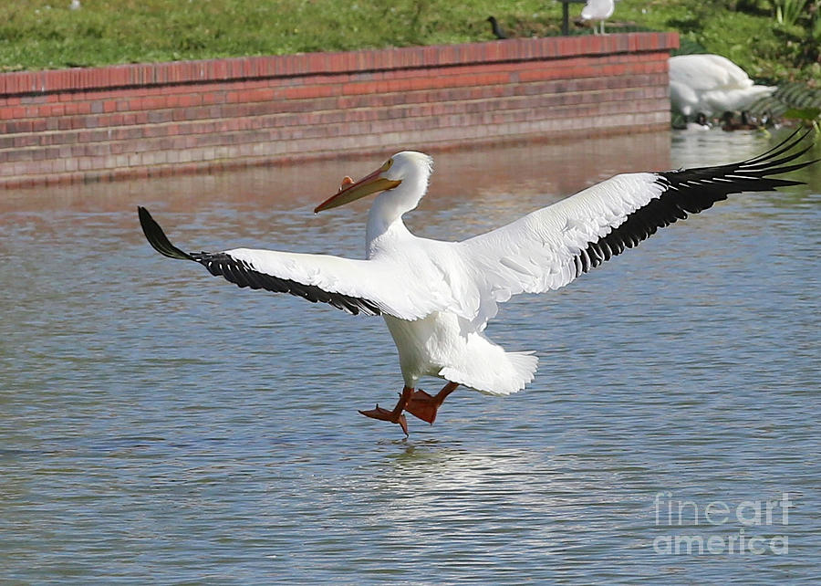 White Pelican Soft Landing Photograph by Carol Groenen