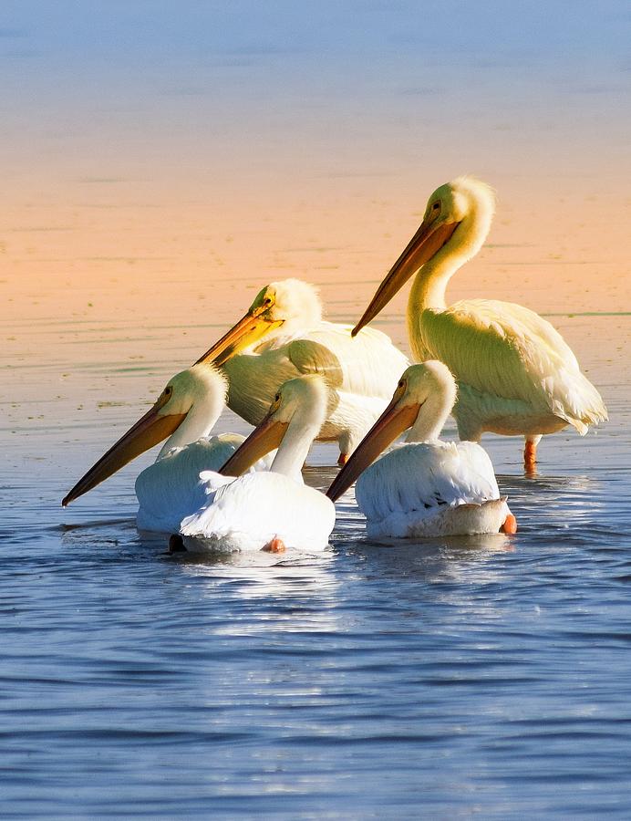 White Pelican Sunset Photograph by Sheri McLeroy