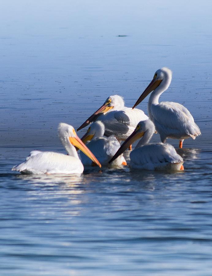 White Pelican Surf 2 Photograph by Sheri McLeroy