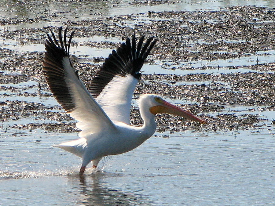 White Pelican takes Wing Photograph by T Guy Spencer