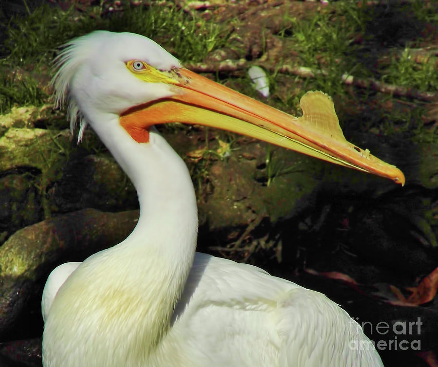 White Pelican With Breeding Colors Photograph by D Hackett