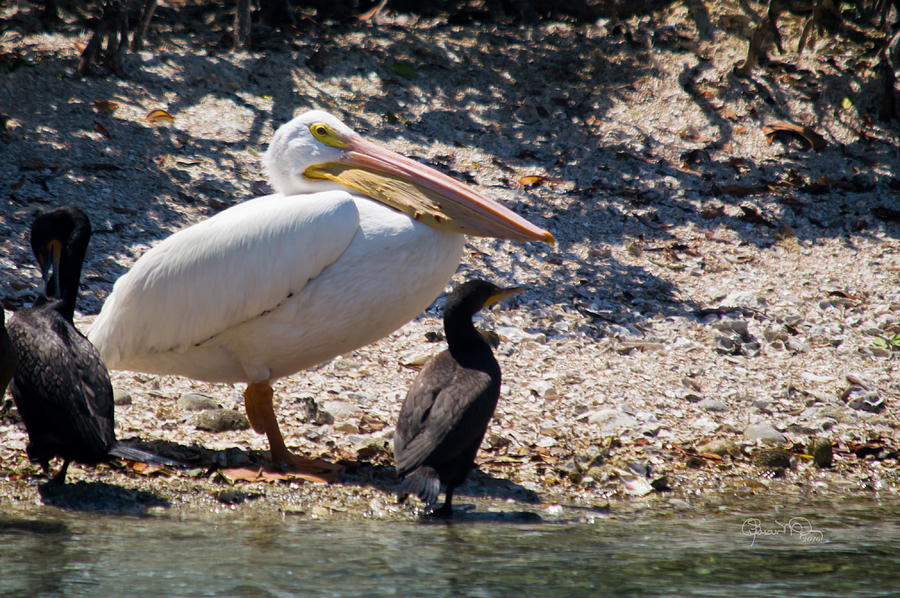 White Pelican With Cormorants Photograph by Susan Molnar