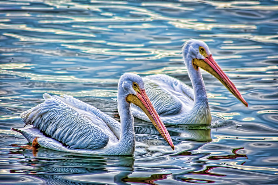 White Pelicans 2 Photograph by Richard Goldman