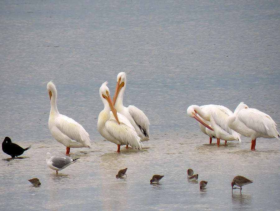 Bird Photograph - White Pelicans and Friends by Rosalie Scanlon