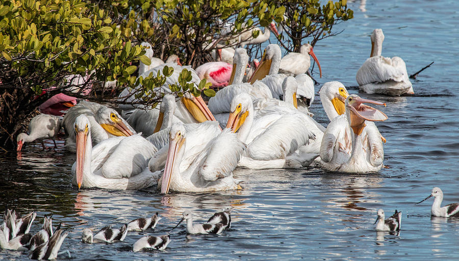 White Pelicans and Others Photograph by Dorothy Cunningham