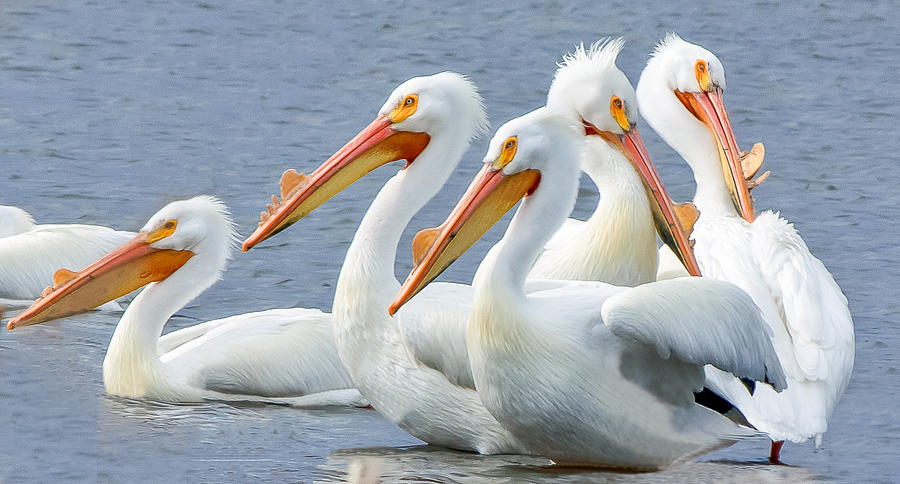 White Pelicans at Nelson Lake Photograph by Joni Eskridge