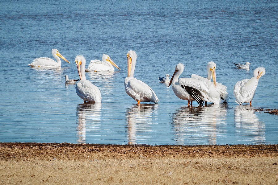 White Pelicans Photograph by Doug Long
