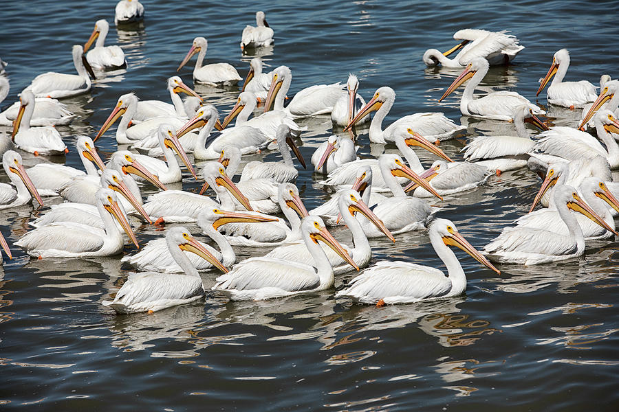 White Pelicans Photograph by Eunice Gibb
