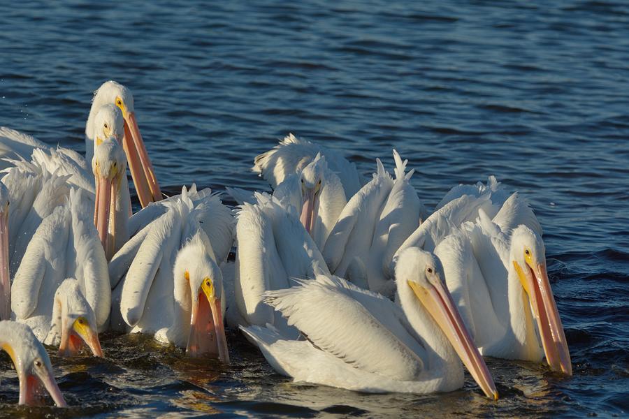 White Pelicans Flock Feeding Photograph by Bradford Martin