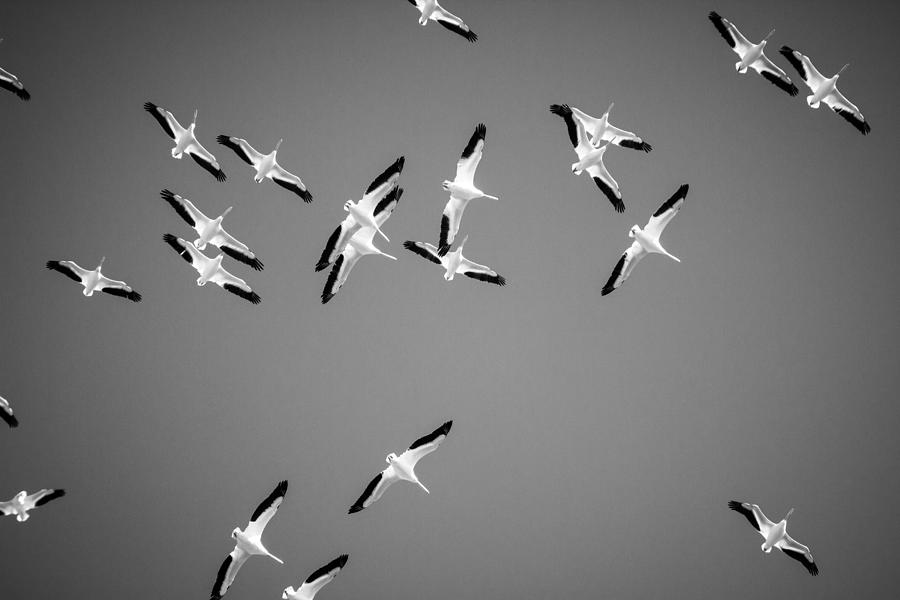 Pelican Photograph - White Pelicans In The Winter Sky - Black and White - Texas by Ellie Teramoto