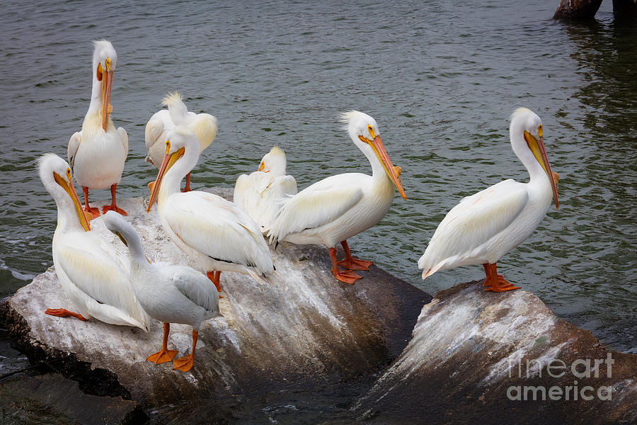 White Pelicans Photograph by Inge Johnsson