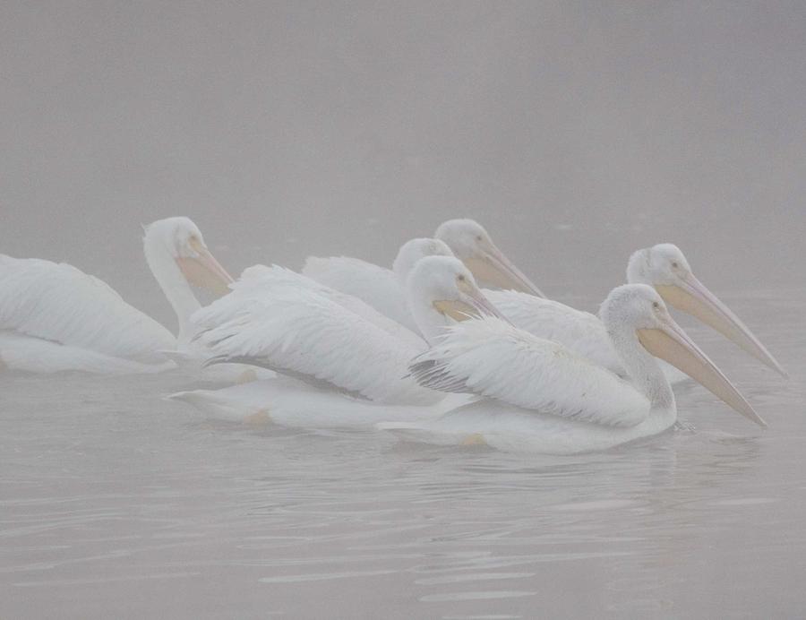 Bird Photograph - White Pelicans by Jay Styranka