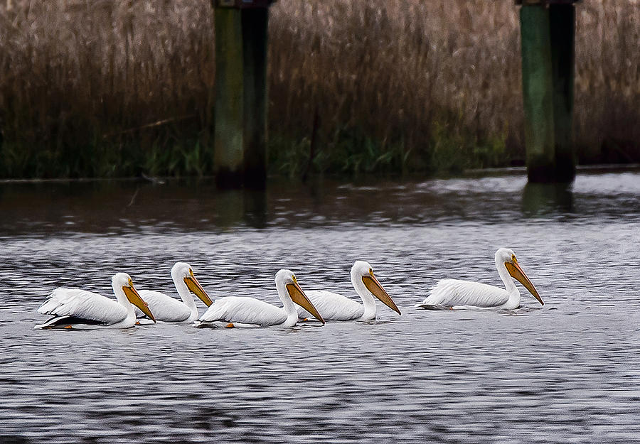 White Pelicans Photograph by Joe Granita