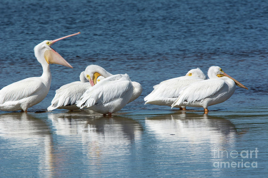 White Pelicans Photograph by John Greco