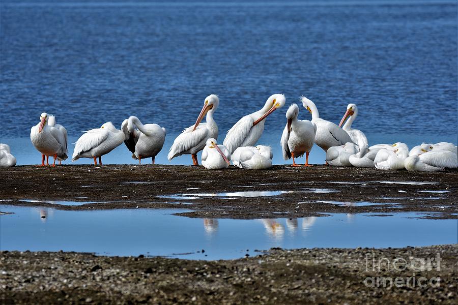 White Pelicans Photograph by Julie Adair