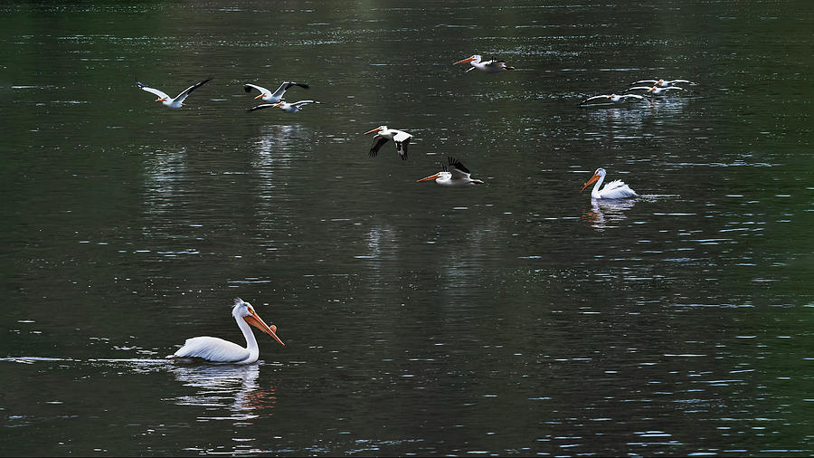 White Pelicans of the Snake River Photograph by John Christopher