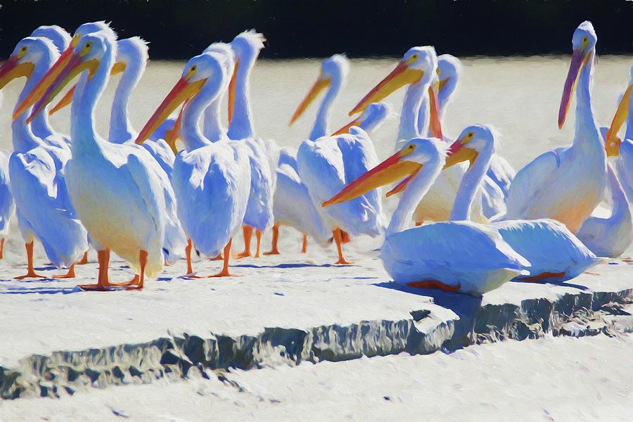 White Pelicans On A Sandbar Photograph by Alice Gipson