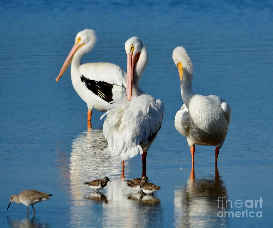 White Pelicans Preening Photograph