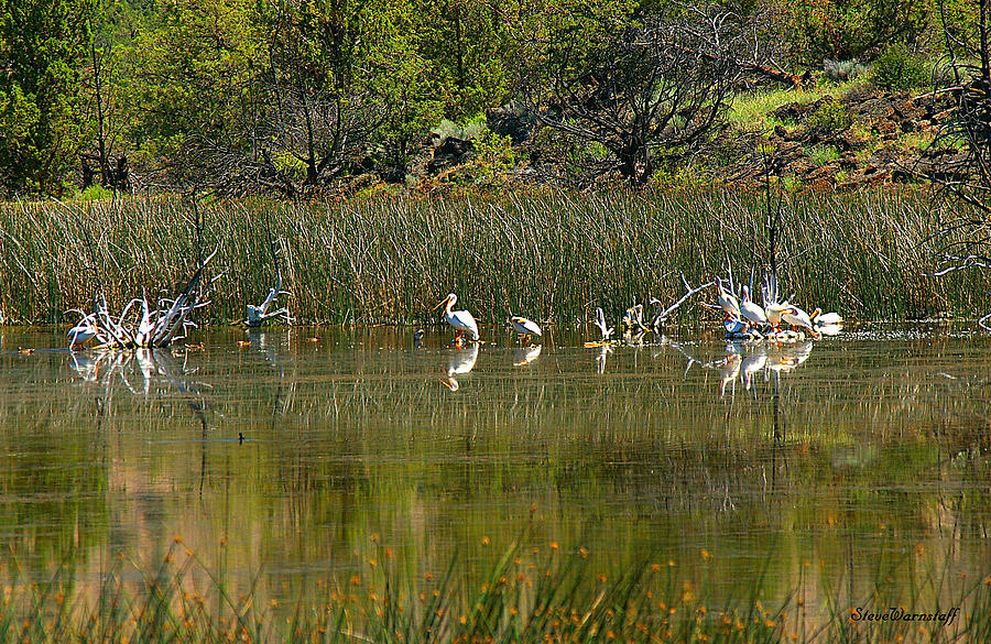 White Pelicans Photograph by Steve Warnstaff