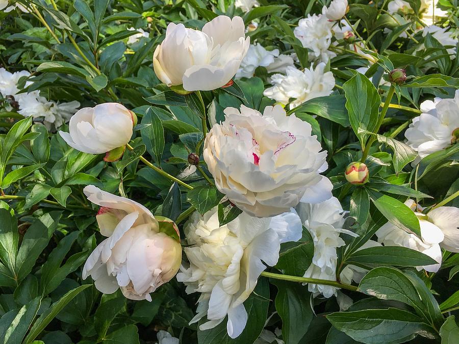 White Peonies in North Carolina Photograph by Chris Berrier
