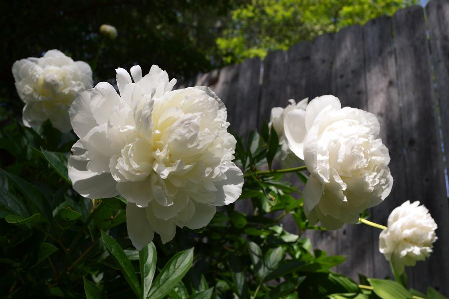 White Peonies with Fence Photograph by Michelle Calkins