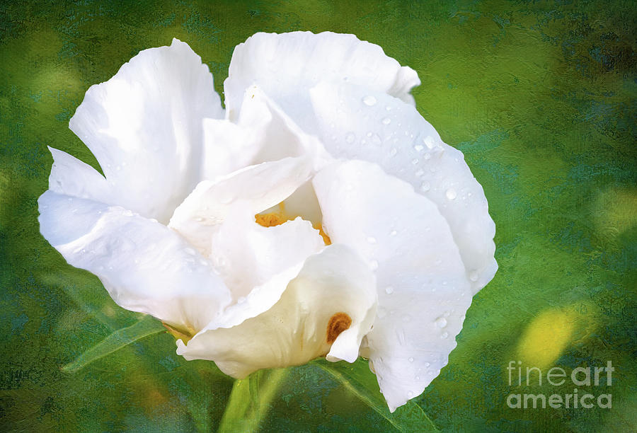 White Peony After the Rain Photograph by Anita Pollak