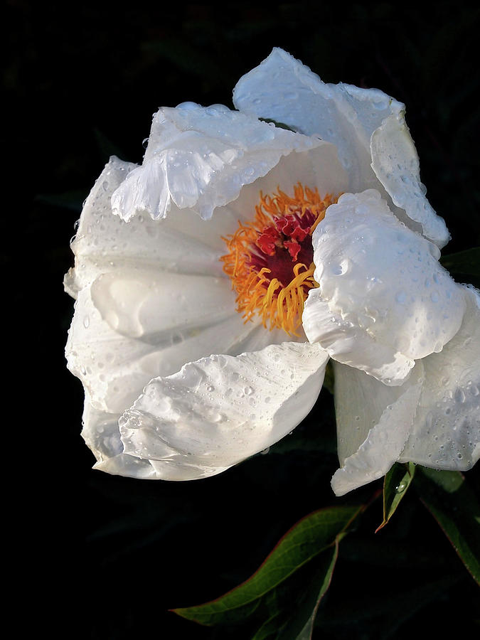 White Peony After The Rain Photograph by Gill Billington