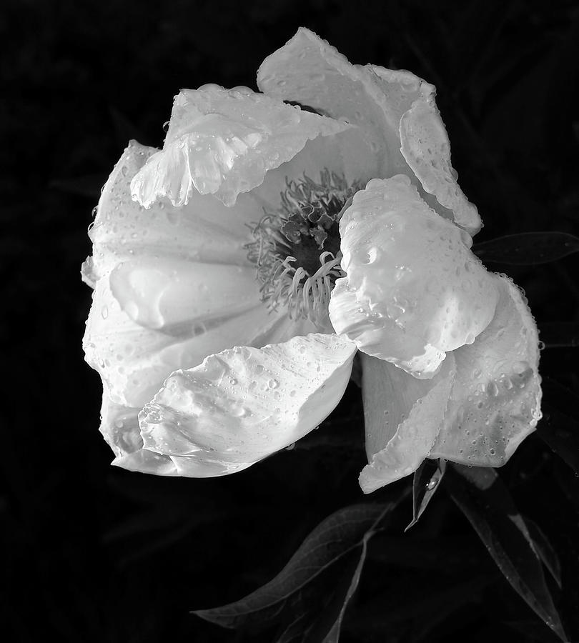 White Peony After the Rain in Black and White Photograph by Gill Billington