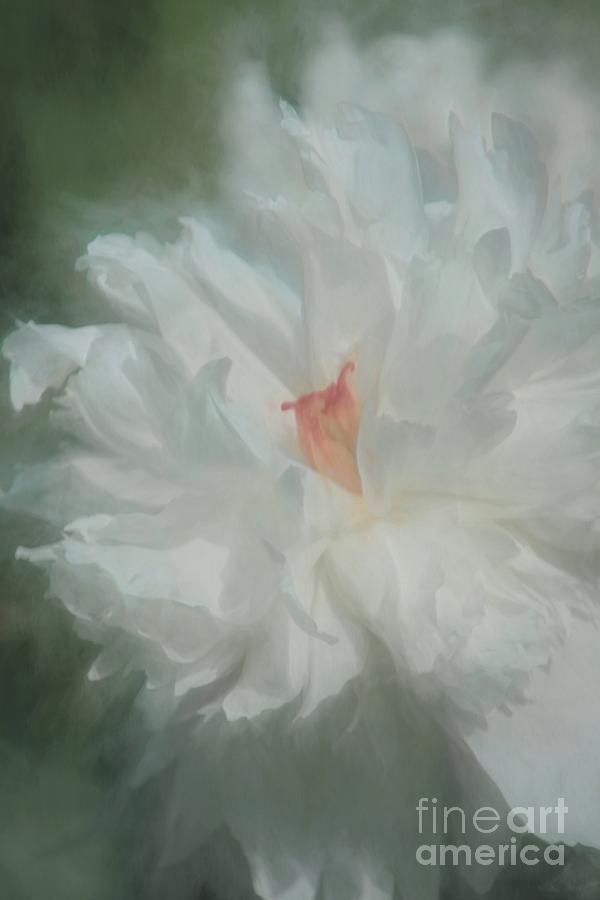 White Peony Photograph by Benanne Stiens
