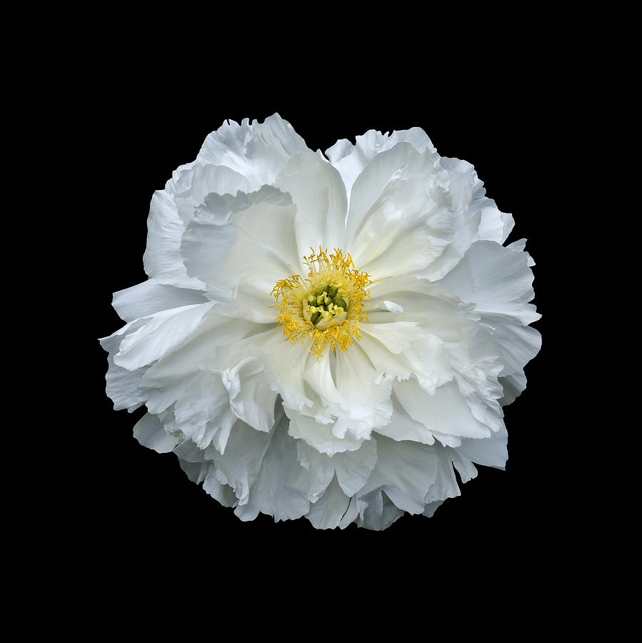 White Peony Photograph by Charles Harden