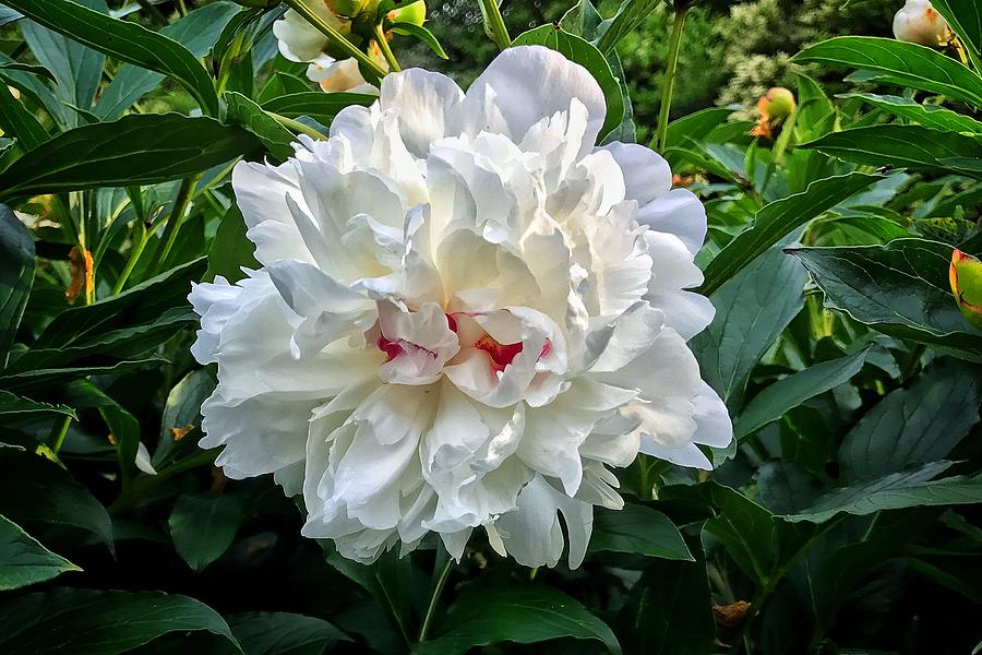 White Peony Photograph by Chris Berrier