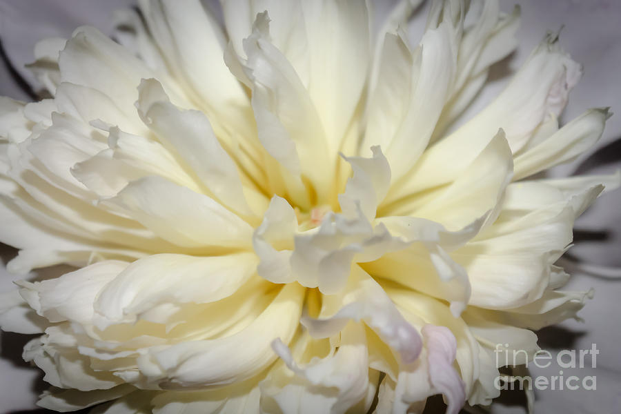 White peony Photograph by Claudia M Photography