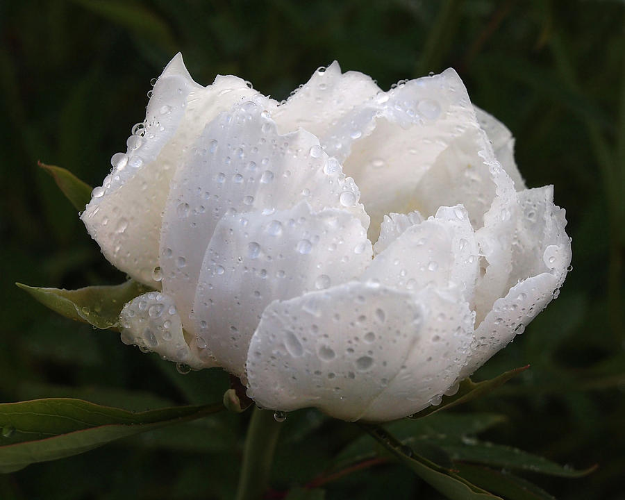 White Peony Covered in Raindrops Photograph by Gill Billington