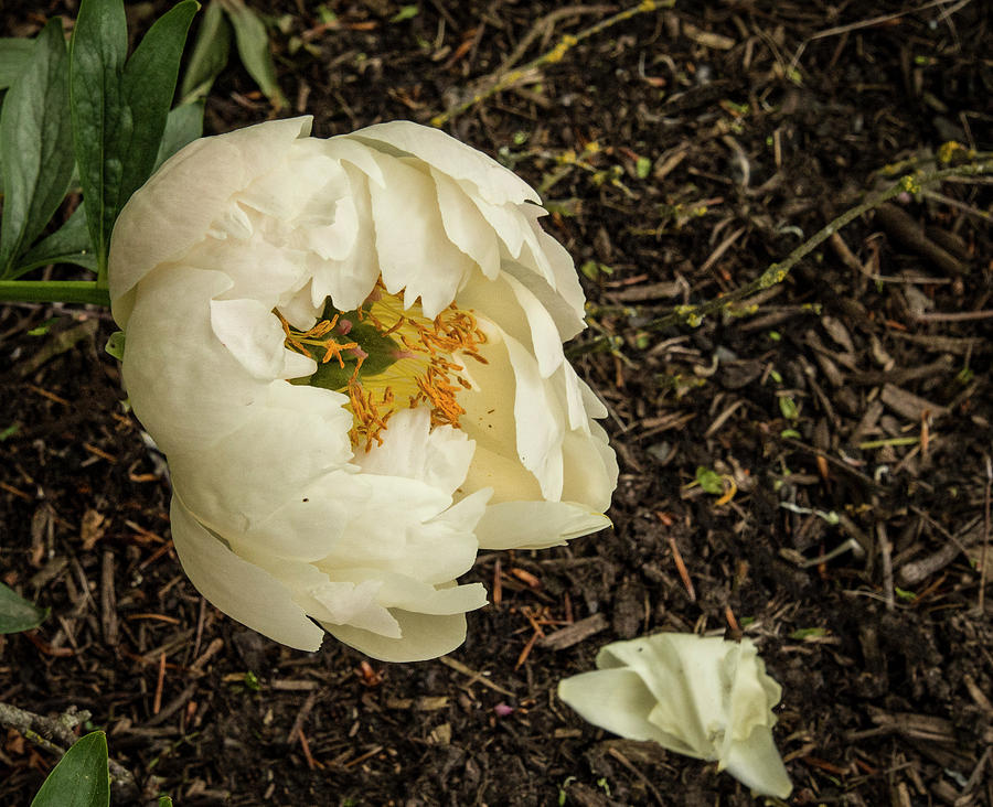 White Peony Death Photograph by Jean Noren